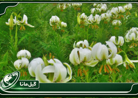 شکوفایی سوسن چلچراغ در فومن؛ جلوه‌ای از حیات دوباره طبیعت گیلان