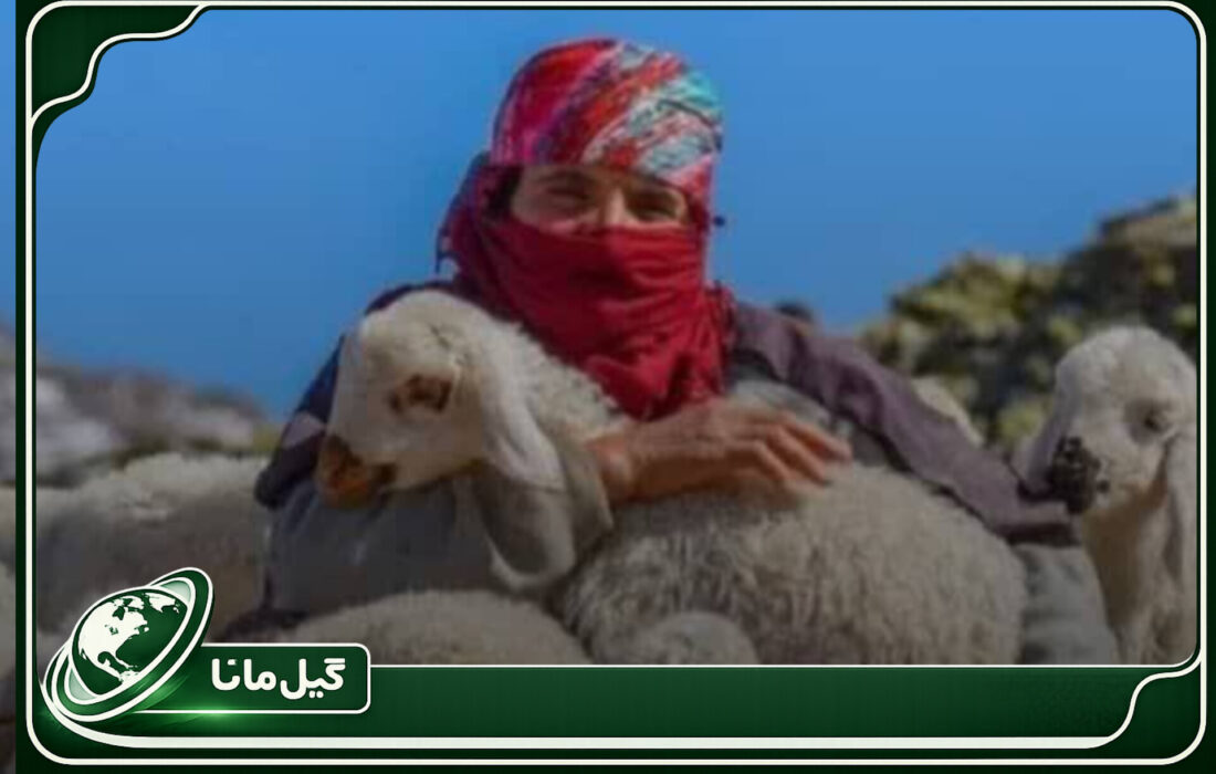 دوقلوزایی بیشتر، سقط کمتر؛ ثمره اجرای طرح به‌نژادی در دام عشایر گیلان