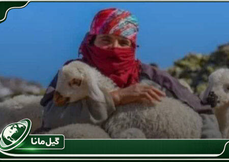 دوقلوزایی بیشتر، سقط کمتر؛ ثمره اجرای طرح به‌نژادی در دام عشایر گیلان
