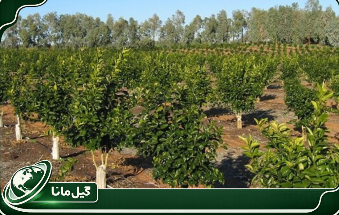 جهاد کشاورزی گیلان زمان طلایی مبارزه با آفات مرکبات را اعلام کرد