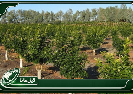 جهاد کشاورزی گیلان زمان طلایی مبارزه با آفات مرکبات را اعلام کرد