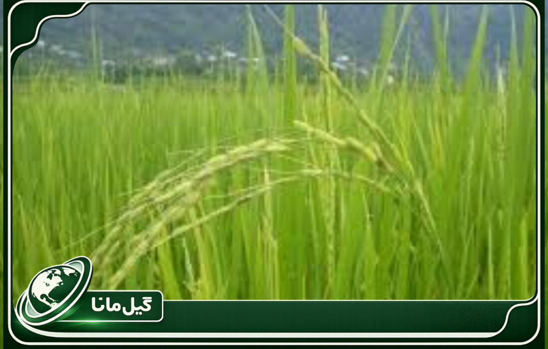 ظهور خوشه برنج در ۳۵ درصد شالیزارهای گیلان