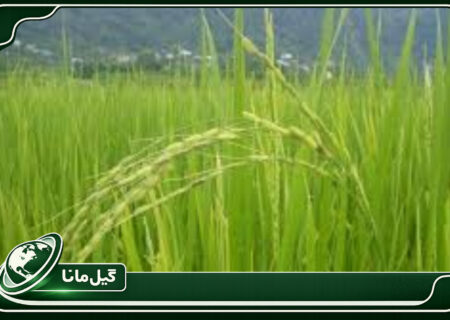 ظهور خوشه برنج در ۳۵ درصد شالیزارهای گیلان