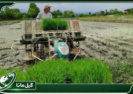 وجود ۷۰ مزرعه الگویی در گیلان