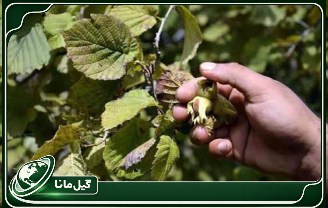 برداشت نوبرانه فندق از باغات گیلان آغاز شد