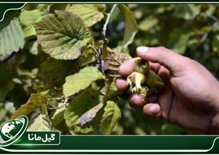 برداشت نوبرانه فندق از باغات گیلان آغاز شد