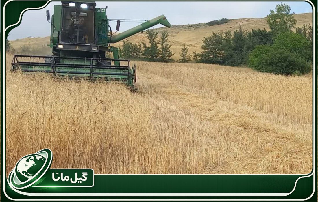 نخستین برداشت مکانیزه گندم در دیلمان سیاهکل آغاز شد