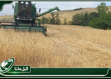 نخستین برداشت مکانیزه گندم در دیلمان سیاهکل آغاز شد