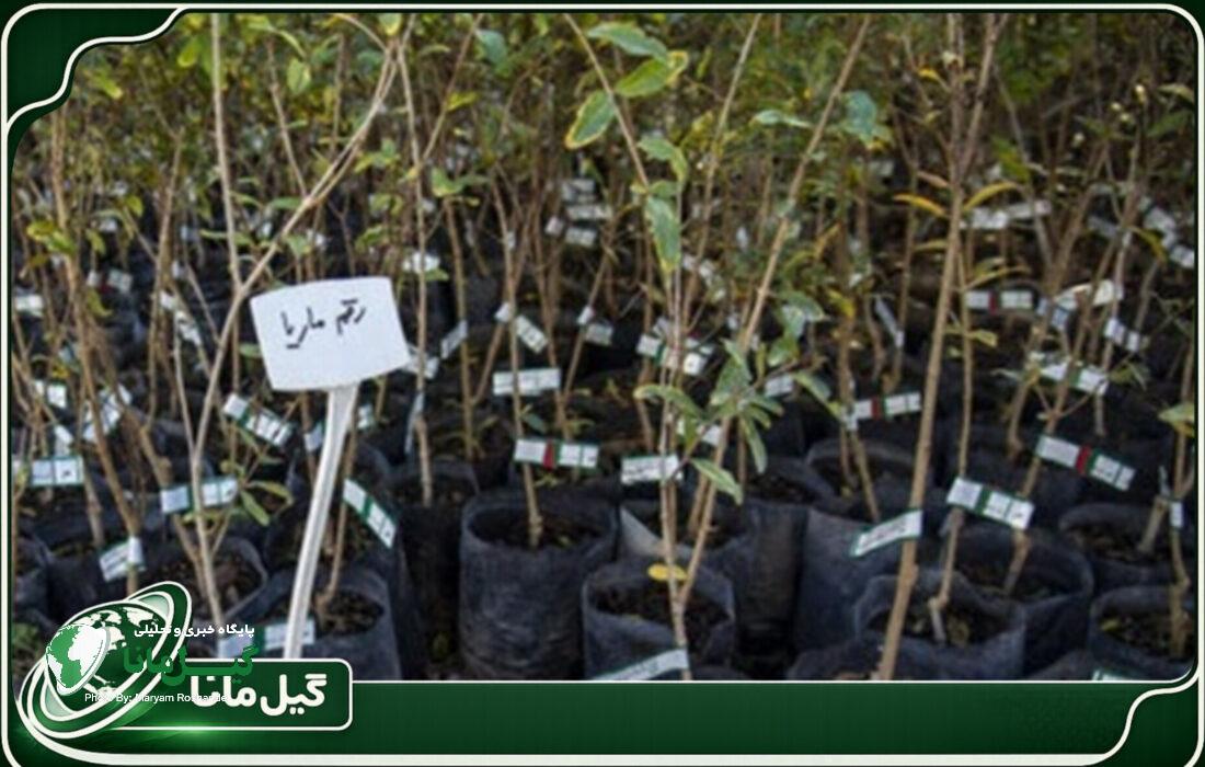 تولید نهال های جنگلی و مثمر استاندارد در ۱۳ نهالستان گیلان