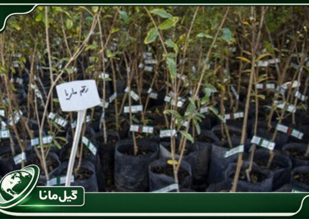 تولید نهال های جنگلی و مثمر استاندارد در ۱۳ نهالستان گیلان
