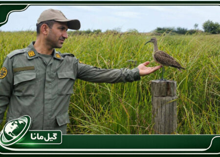 رهاسازی گیلانشاه ابروسفید پس از تیمار در تالاب جوکندان تالش