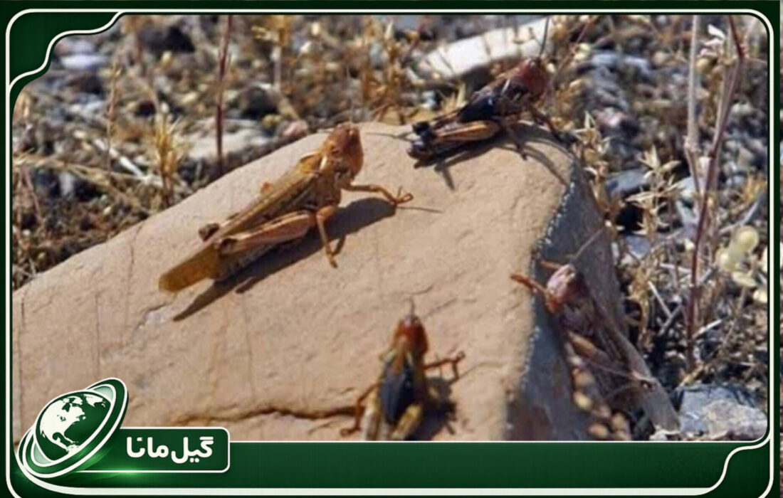 پایش ۱۹ هزار هکتاری آفت ملخ مراکشی در گیلان