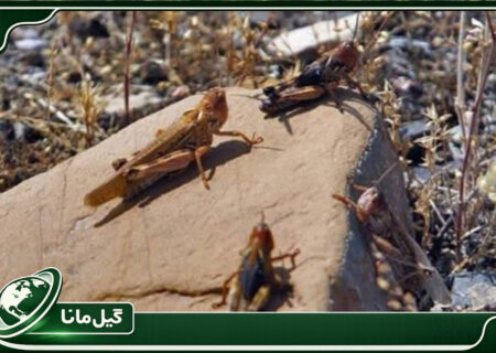 پایش ۱۹ هزار هکتاری آفت ملخ مراکشی در گیلان